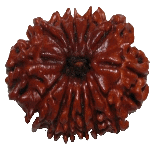 13 Mukhi Rudraksha